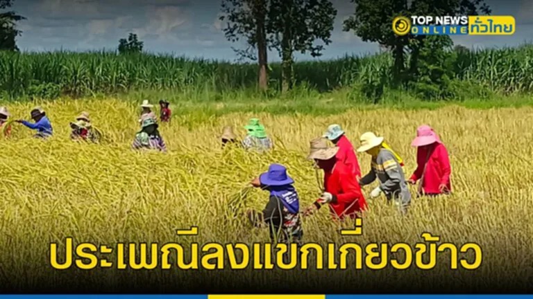 ประเพณีการลงแขกเกี่ยวข้าว บ้านเลิงแฝก อำเภอกุดรัง จังหวัดมหาสารคาม